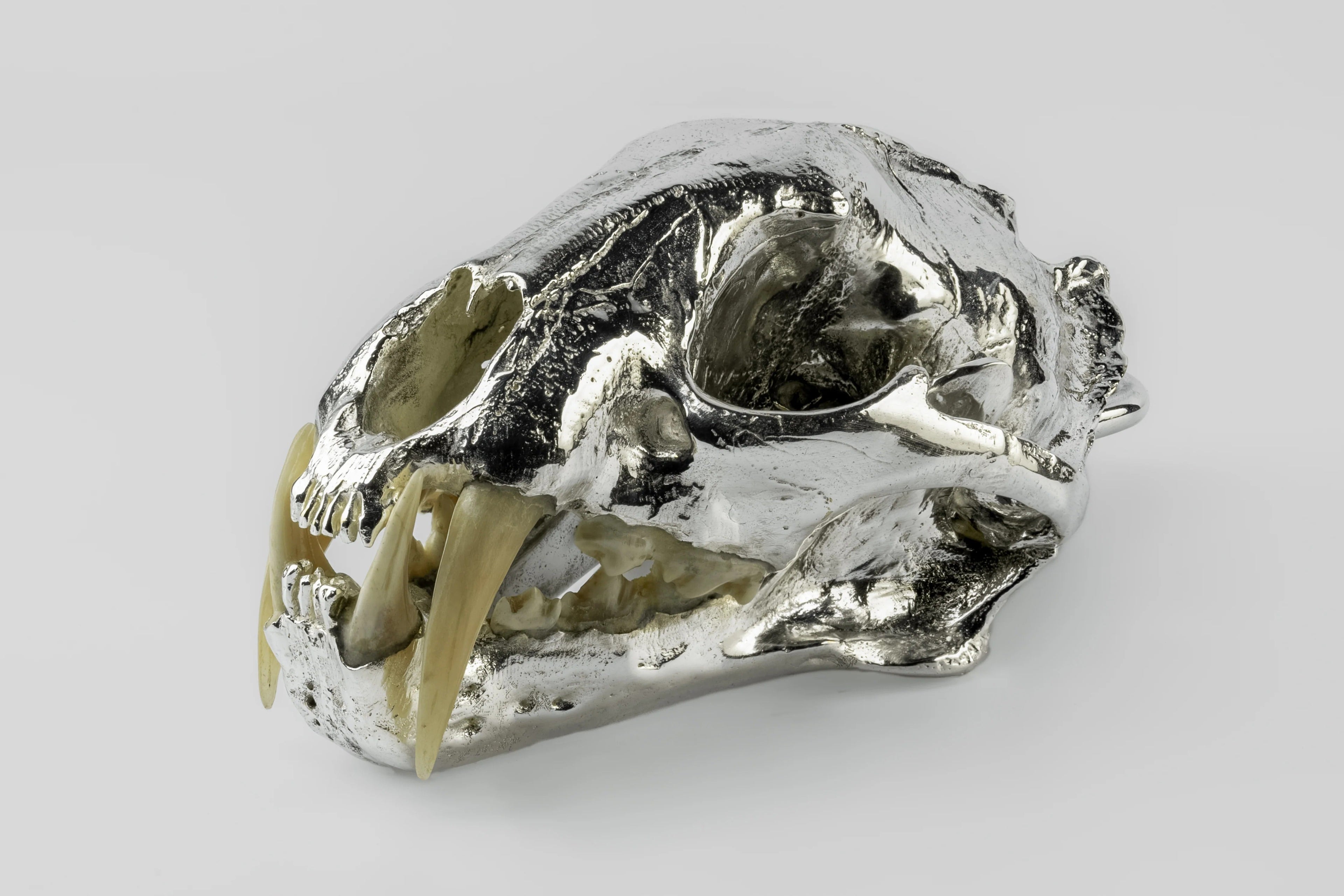 Leopard Skull (CR+MB)