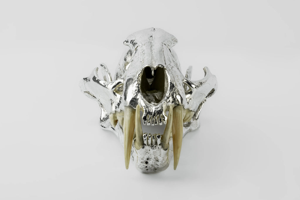 Leopard Skull (CR+MB)